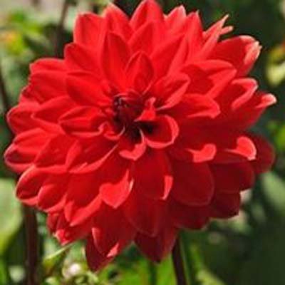 4 stuks Heatwave Levering vanaf december