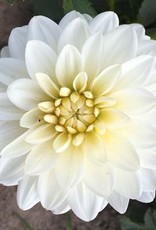 4 stuks White Onesta