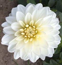 4 Stück White Onesta