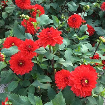 4 stuks Heatwave Levering vanaf december