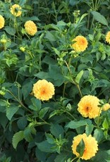 4 stuks Golden Scepter Levering vanaf december