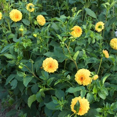 4 Stück Golden Scepter