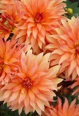 4 stuks Autumn Fairy Levering vanaf december