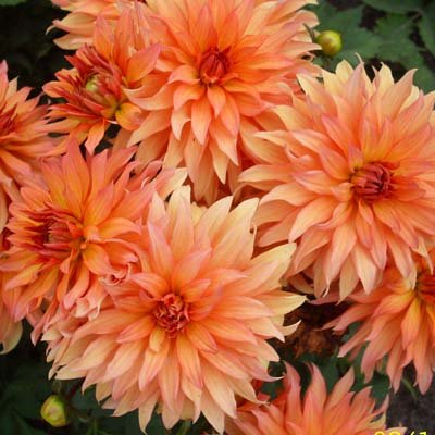 4 stuks Autumn Fairy