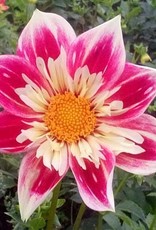 4 Stück Fashion Monger