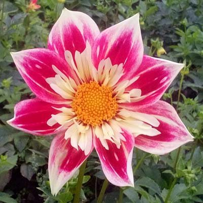 4 Stück Fashion Monger