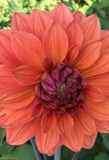 4 stuks American Dawn