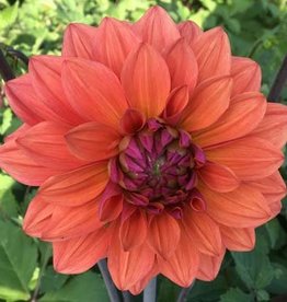 4 Stück American Dawn