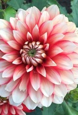 4 Stück Larry's Love