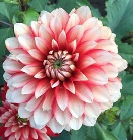 4 stuks Larry's Love