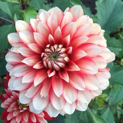 4 stuks Larry's Love