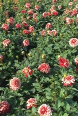 4 Stück Larry's Love