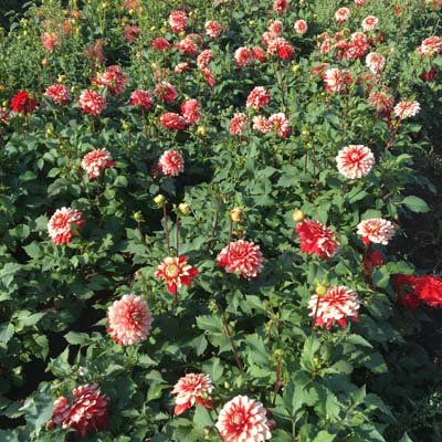 4 stuks Larry's Love