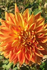 4 stuks Sun Explosion Levering vanaf december