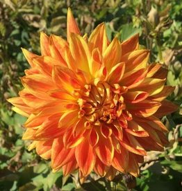 4 Stück Sun Explosion