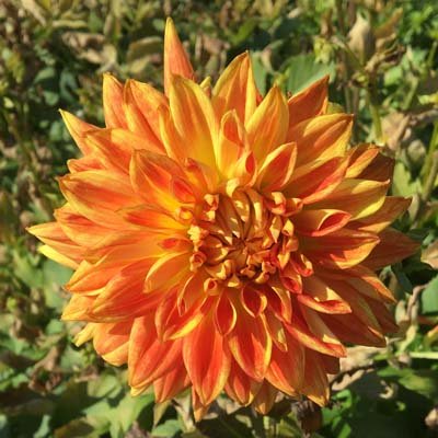 4 stuks Sun Explosion Levering vanaf december