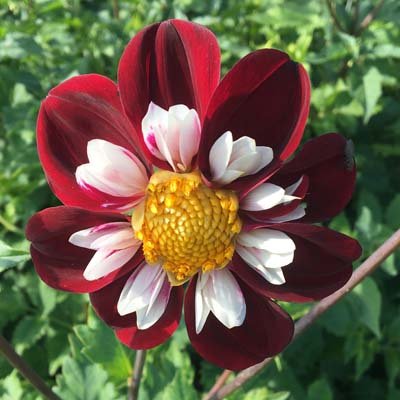 4 stuks Mary Evelyn Levering vanaf december