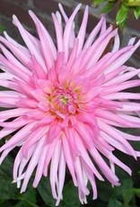 4 stuks Park Princess