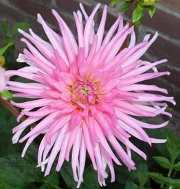 4 stuks Park Princess