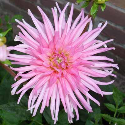 4 stuks Park Princess