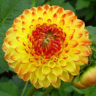 4 Stück Sunny Boy LIEFERUNG AB DEZEMBER