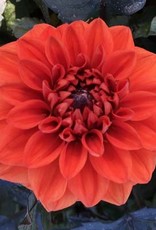 4 stuks Ellen Houston