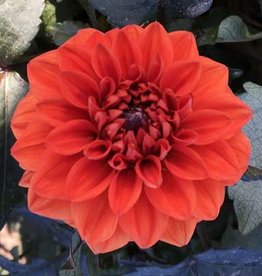 4 stuks Ellen Houston