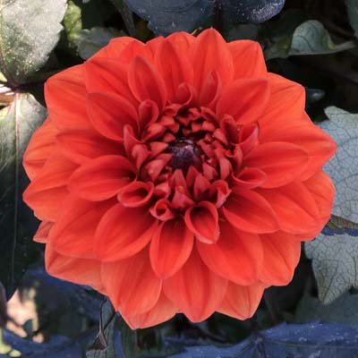 4 Stück Ellen Houston