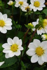 4 stuks Topmix Wit/Bambino