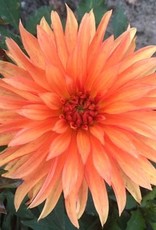 4 stuks Autumn Fairy Levering vanaf december