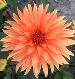 4 stuks Autumn Fairy