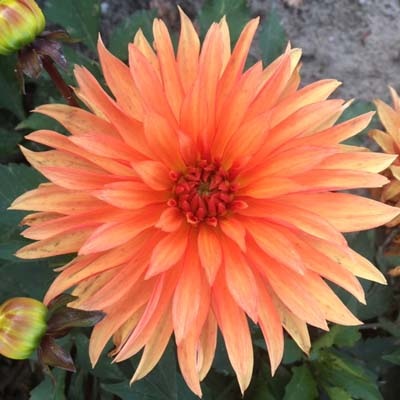 4 stuks Autumn Fairy