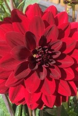 4 Stück Arabian Night