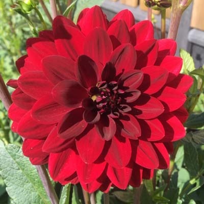 4 stuks Arabian Night