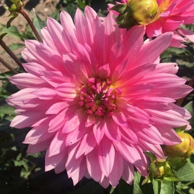 4 stuks Vanessa Levering vanaf december