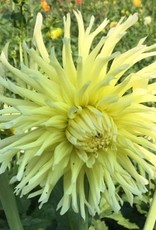 4 Stück Yellow Star Lieferung ab Dezember
