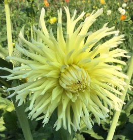 4 stuks Yellow Star Levering vanaf december