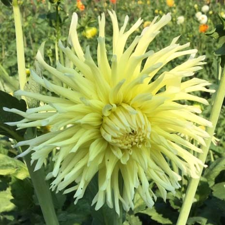 4 Stück Yellow Star