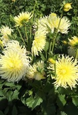 4 Stück Yellow Star