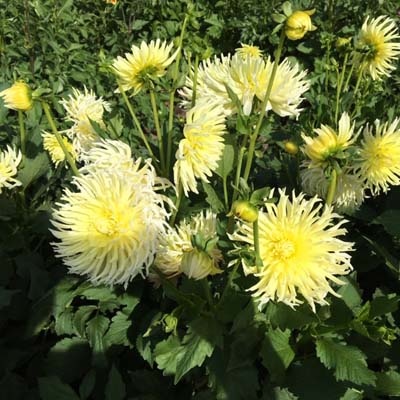 4 Stück Yellow Star