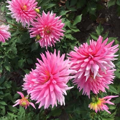 4 stuks Vanessa Levering vanaf december