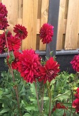 4 Stück Arabian Night