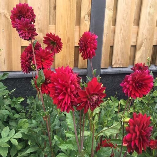 4 stuks Arabian Night