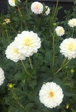 4 stuks White Onesta Levering vanaf december