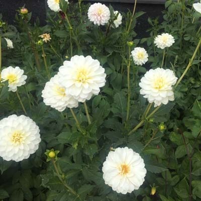 4 stuks White Onesta