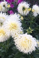 4 stuks Tsuki Yori no Shisha