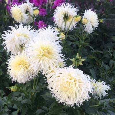 4 Stück Tsuki Yori no Shisha