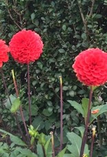 4 Stück Red Cap Lieferung ab Dezember