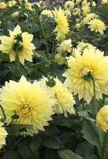 4 Stück Kelvin Floodlight