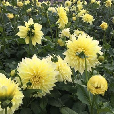 4 stuks Kelvin Floodlight